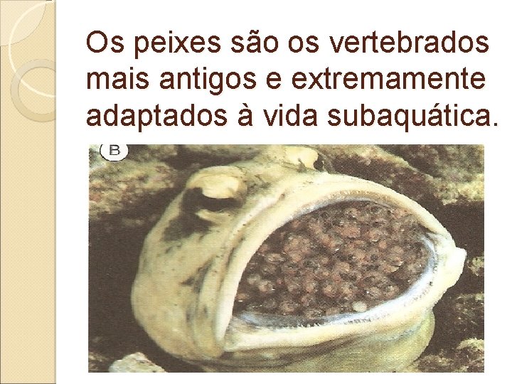 Os peixes são os vertebrados mais antigos e extremamente adaptados à vida subaquática. 