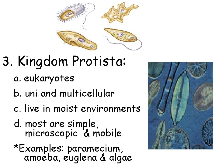 3. Kingdom Protista: a. eukaryotes b. uni and multicellular c. live in moist environments 3. Kingdom Protista: a. eukaryotes b. uni and multicellular c. live in moist environments