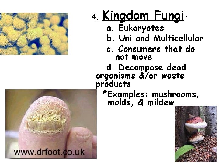4. Kingdom Fungi: a. Eukaryotes b. Uni and Multicellular c. Consumers that do not