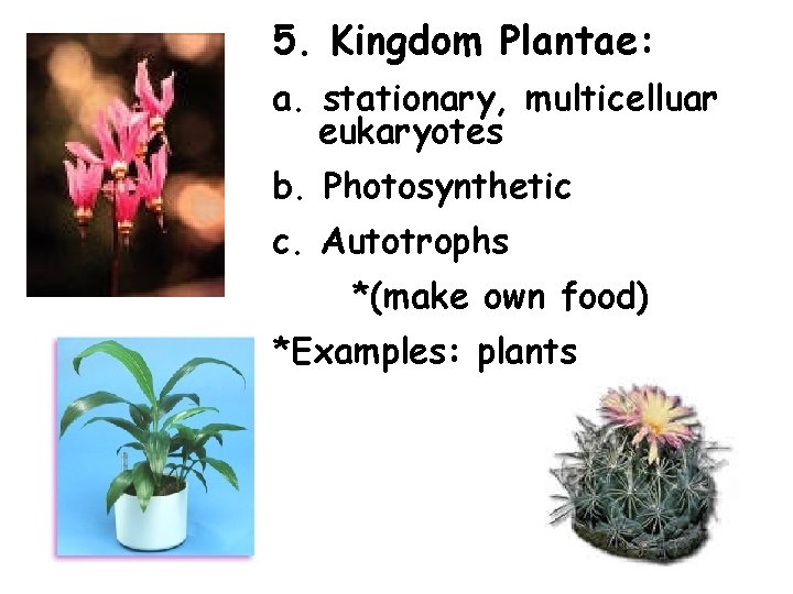 5. Kingdom Plantae: a. stationary, multicelluar eukaryotes b. Photosynthetic c. Autotrophs *(make own food)