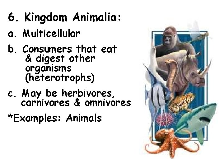 6. Kingdom Animalia: a. Multicellular b. Consumers that eat & digest other organisms (heterotrophs)