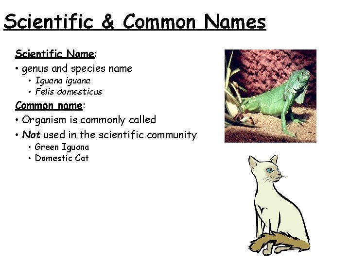 Scientific & Common Names Scientific Name: • genus and species name • Iguana iguana