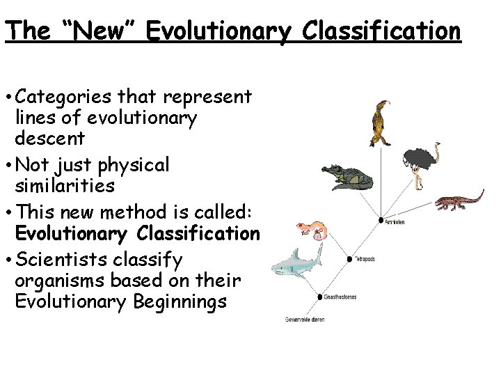 The “New” Evolutionary Classification • Categories that represent lines of evolutionary descent • Not The “New” Evolutionary Classification • Categories that represent lines of evolutionary descent • Not