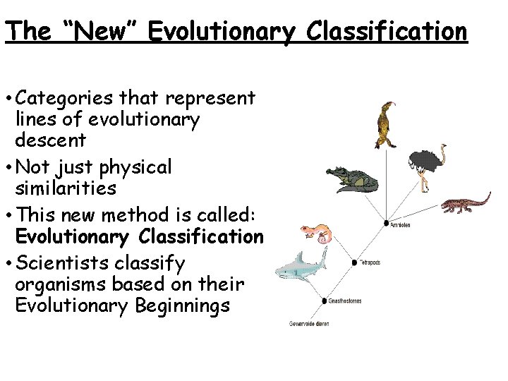 The “New” Evolutionary Classification • Categories that represent lines of evolutionary descent • Not