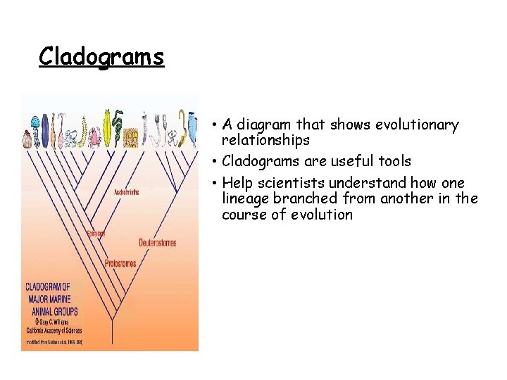 Cladograms • A diagram that shows evolutionary relationships • Cladograms are useful tools •