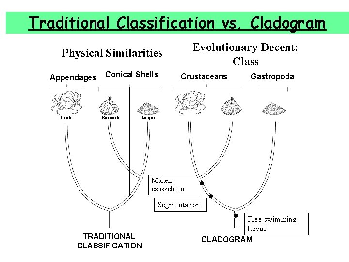 Traditional Classification vs. Cladogram Evolutionary Decent: Class Physical Similarities Appendages Crab Conical Shells Barnacle