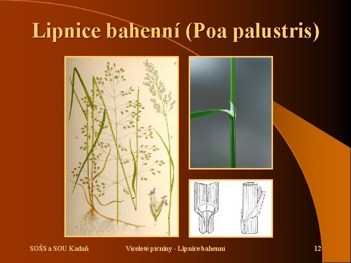 Lipnice bahenní (Poa palustris) SOŠS a SOU Kadaň Víceleté pícniny - Lipnice bahenní 12