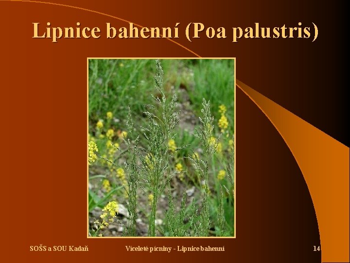 Lipnice bahenní (Poa palustris) SOŠS a SOU Kadaň Víceleté pícniny - Lipnice bahenní 14