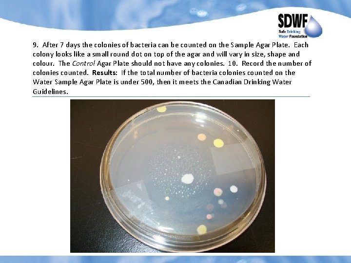 9. After 7 days the colonies of bacteria can be counted on the Sample