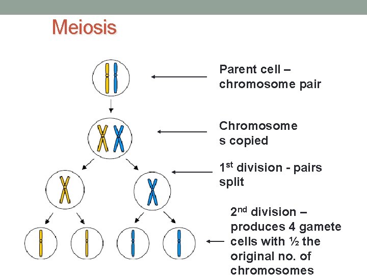 Meiosis Parent cell – chromosome pair Chromosome s copied 1 st division - pairs