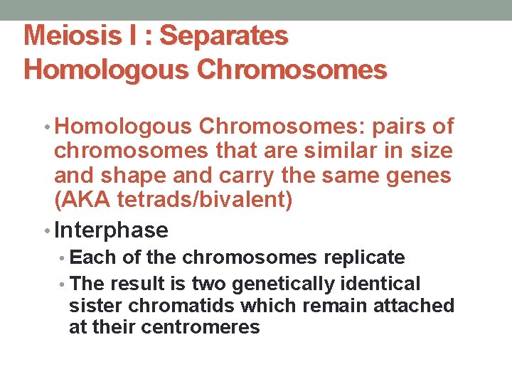 Meiosis I : Separates Homologous Chromosomes • Homologous Chromosomes: pairs of chromosomes that are