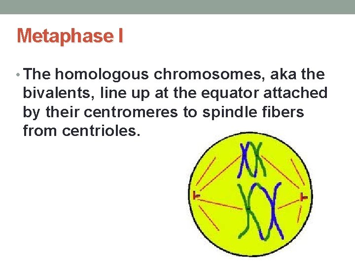 Metaphase I • The homologous chromosomes, aka the bivalents, line up at the equator