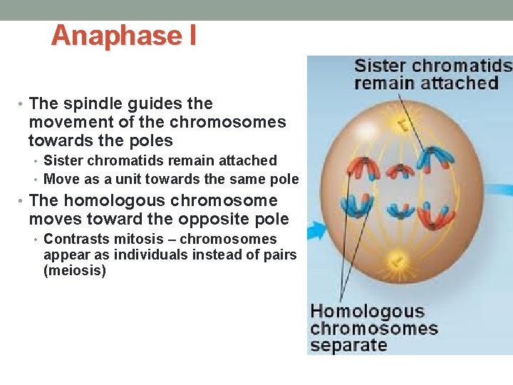 Anaphase I • The spindle guides the movement of the chromosomes towards the poles