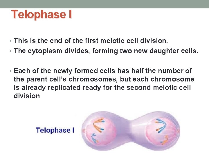 Telophase I • This is the end of the first meiotic cell division. •