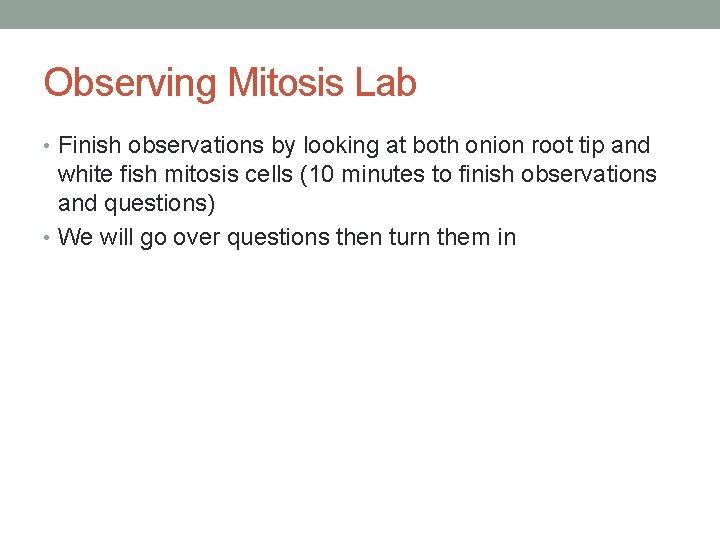 Observing Mitosis Lab • Finish observations by looking at both onion root tip and