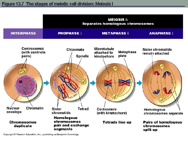 Figure 13. 7 The stages of meiotic cell division: Meiosis I 