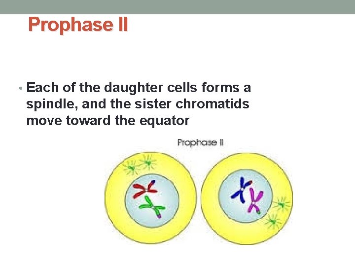 Prophase II • Each of the daughter cells forms a spindle, and the sister