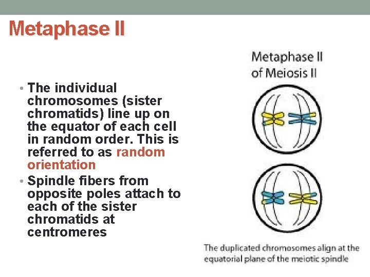 Metaphase II • The individual chromosomes (sister chromatids) line up on the equator of