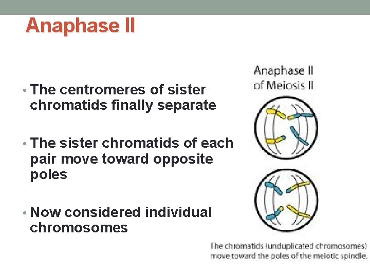 Anaphase II • The centromeres of sister chromatids finally separate • The sister chromatids