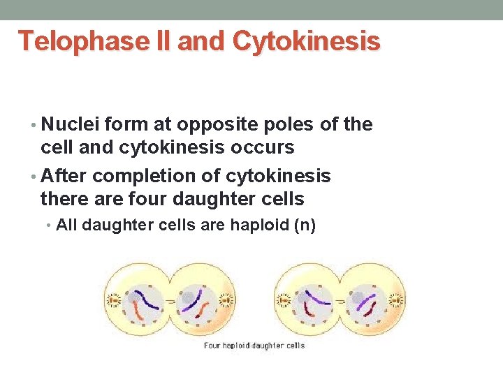 Telophase II and Cytokinesis • Nuclei form at opposite poles of the cell and