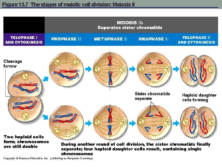 Figure 13. 7 The stages of meiotic cell division: Meiosis II 
