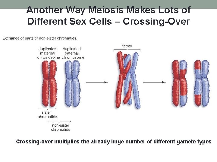 Another Way Meiosis Makes Lots of Different Sex Cells – Crossing-Over Crossing-over multiplies the