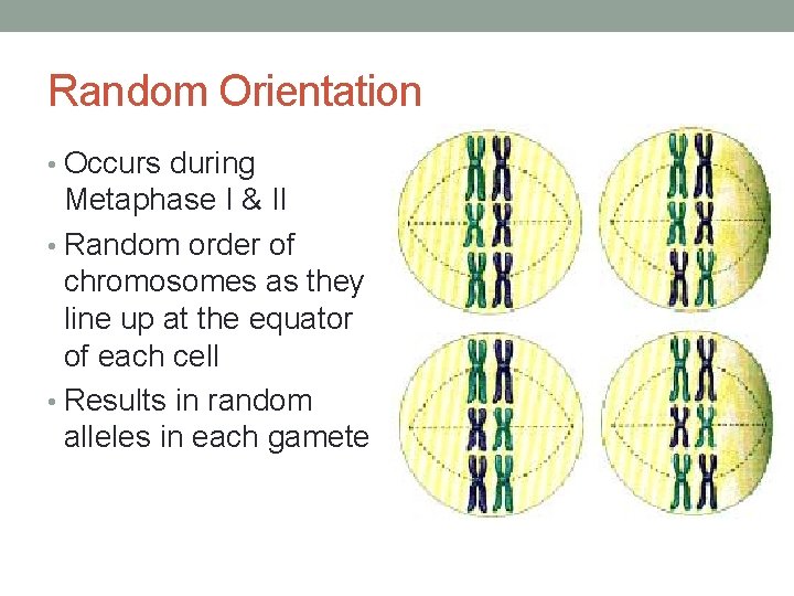 Random Orientation • Occurs during Metaphase I & II • Random order of chromosomes