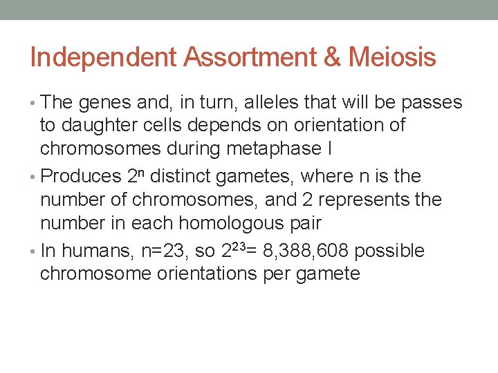 Independent Assortment & Meiosis • The genes and, in turn, alleles that will be