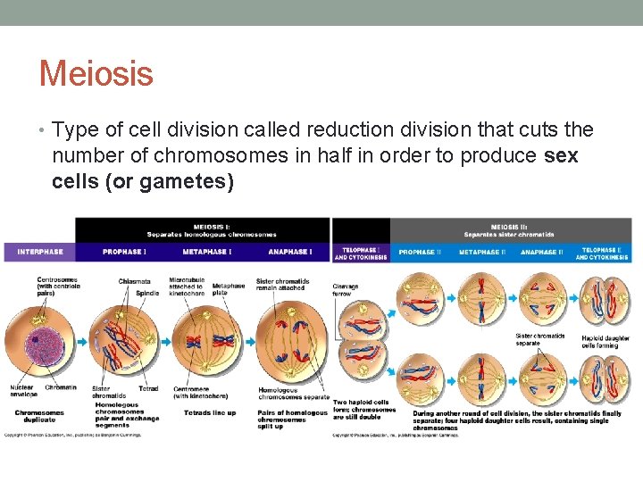 Meiosis • Type of cell division called reduction division that cuts the number of