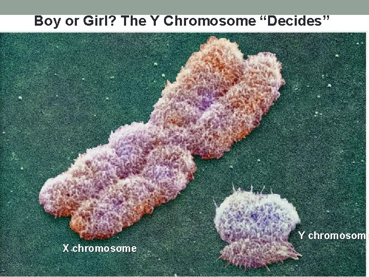 Boy or Girl? The Y Chromosome “Decides” Y chromosome X chromosome 