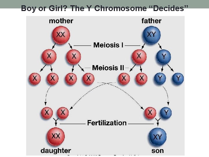 Boy or Girl? The Y Chromosome “Decides” 