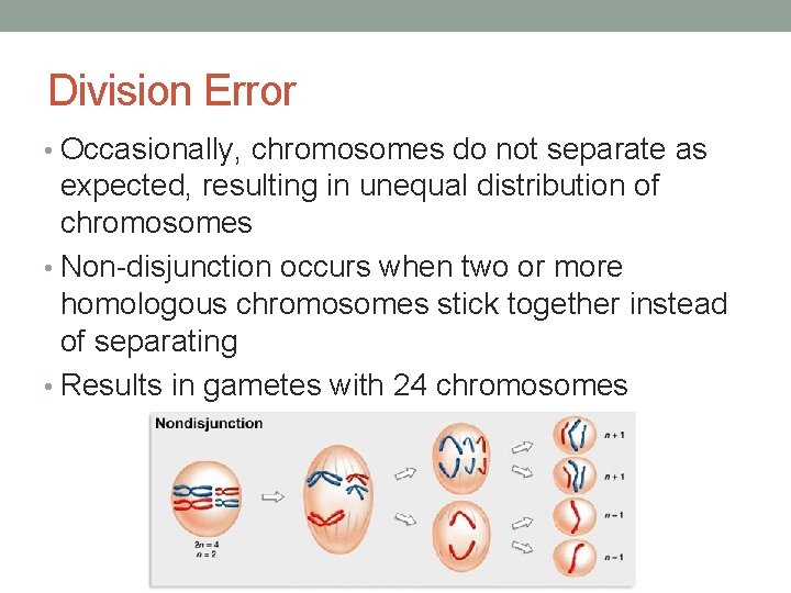 Division Error • Occasionally, chromosomes do not separate as expected, resulting in unequal distribution