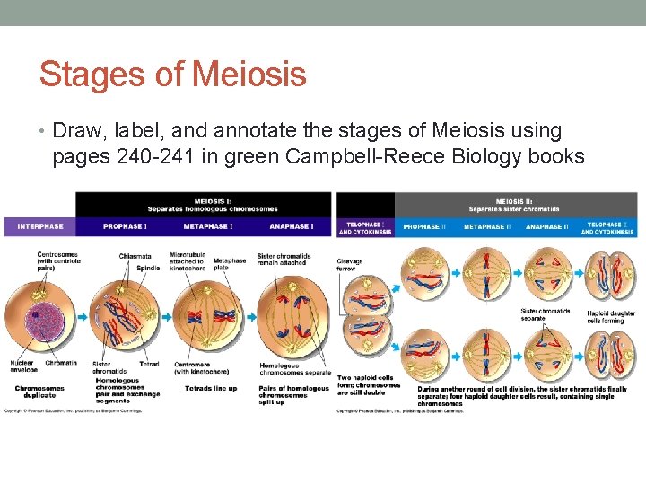 Stages of Meiosis • Draw, label, and annotate the stages of Meiosis using pages