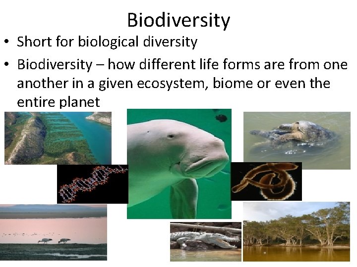 Biodiversity • Short for biological diversity • Biodiversity – how different life forms are