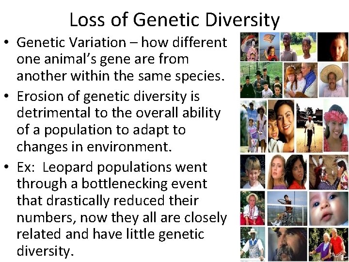 Loss of Genetic Diversity • Genetic Variation – how different one animal’s gene are