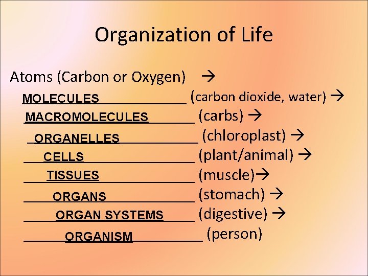 Organization of Life Atoms (Carbon or Oxygen) __________ (carbon dioxide, water) MOLECULES ___________ (carbs)