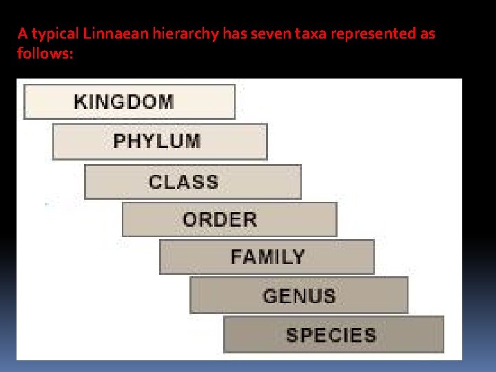  A typical Linnaean hierarchy has seven taxa represented as follows: 