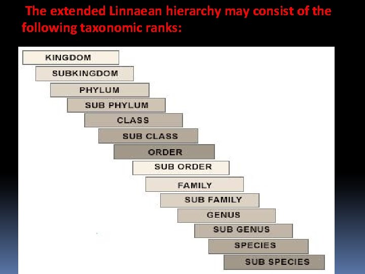 The extended Linnaean hierarchy may consist of the following taxonomic ranks: 