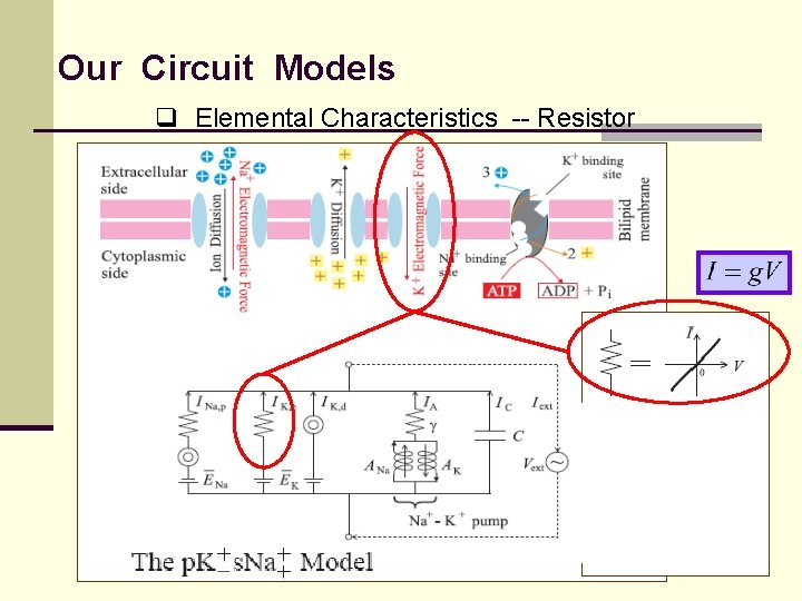Our Circuit Models q Elemental Characteristics -- Resistor 