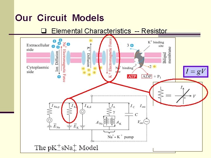 Our Circuit Models q Elemental Characteristics -- Resistor 