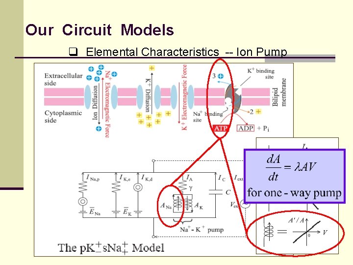 Our Circuit Models q Elemental Characteristics -- Ion Pump 