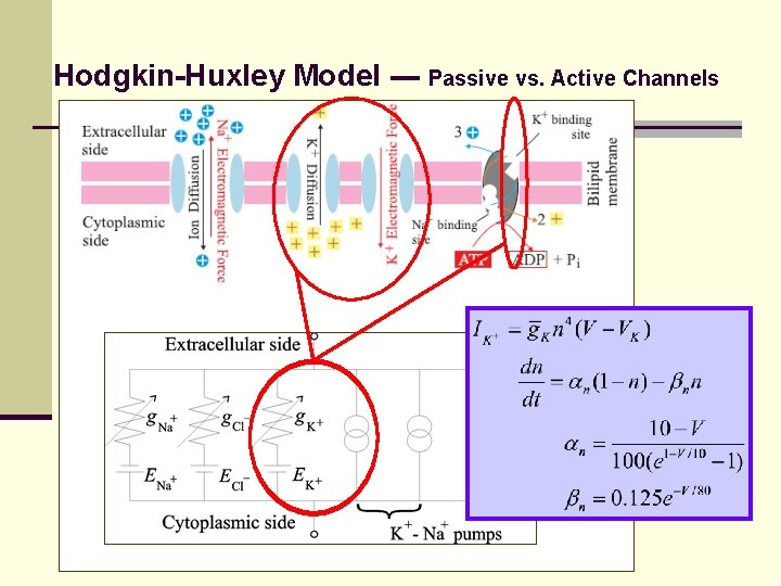 Hodgkin-Huxley Model --- Passive vs. Active Channels 