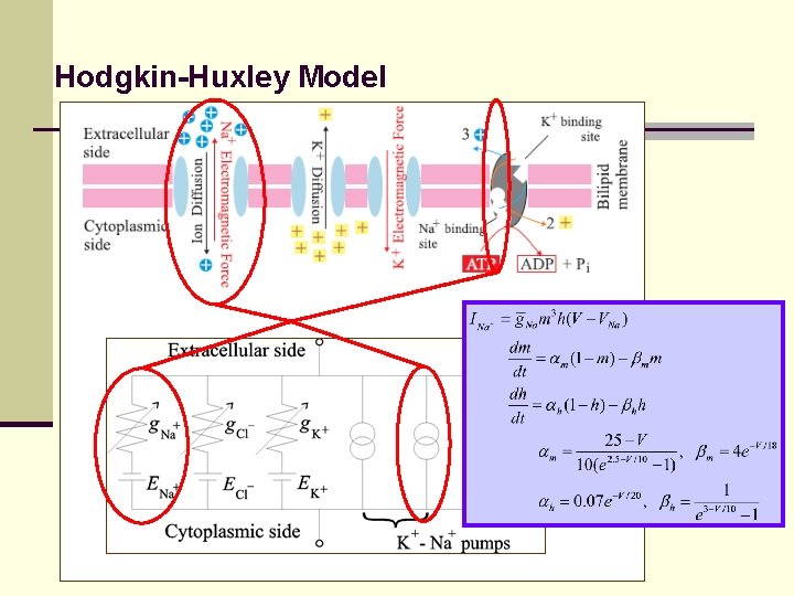 Hodgkin-Huxley Model 