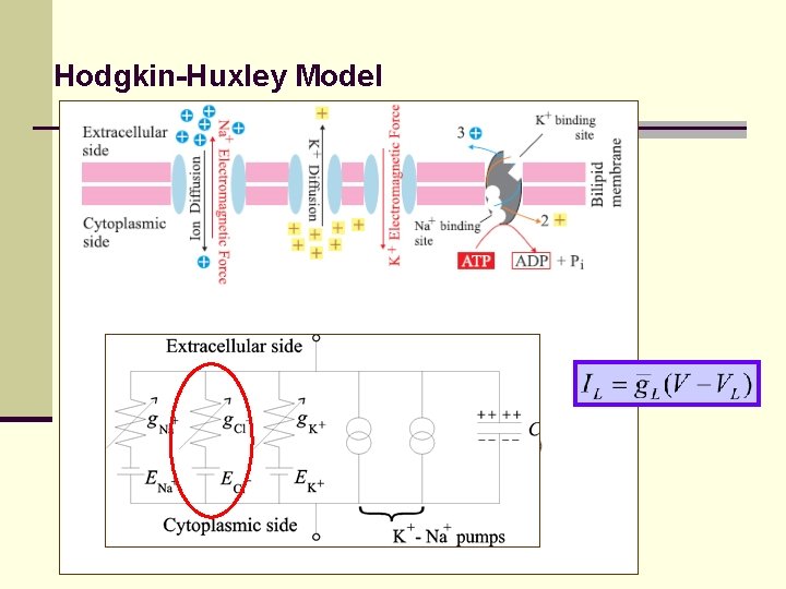 Hodgkin-Huxley Model 