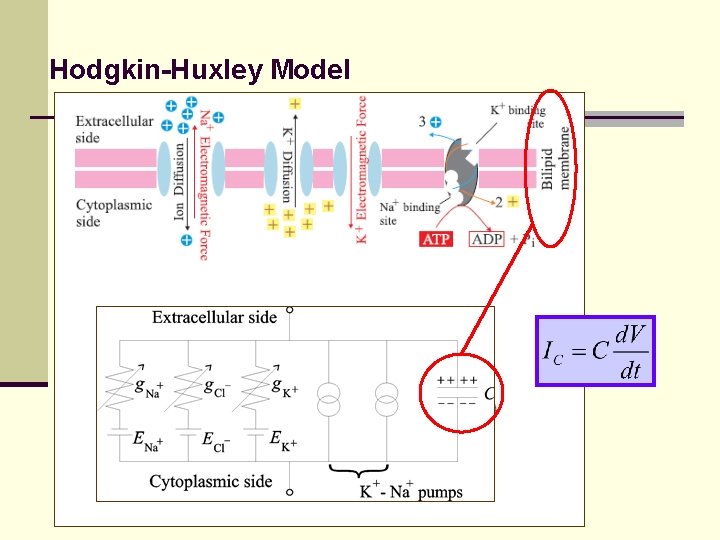 Hodgkin-Huxley Model 