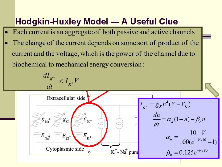 Hodgkin-Huxley Model --- A Useful Clue 