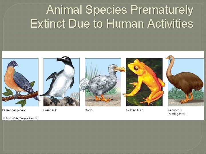 Animal Species Prematurely Extinct Due to Human Activities 