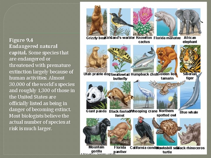 Figure 9. 4 Endangered natural capital. Some species that are endangered or threatened with