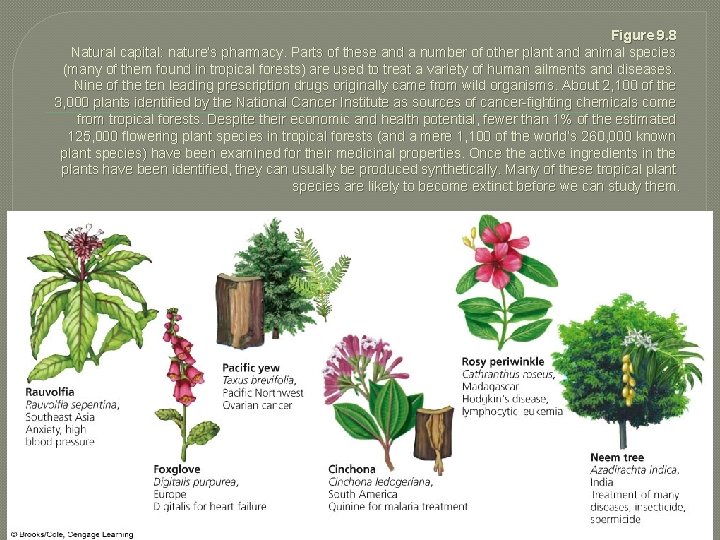 Figure 9. 8 Natural capital: nature’s pharmacy. Parts of these and a number of