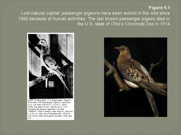 Figure 9. 1 Lost natural capital: passenger pigeons have been extinct in the wild